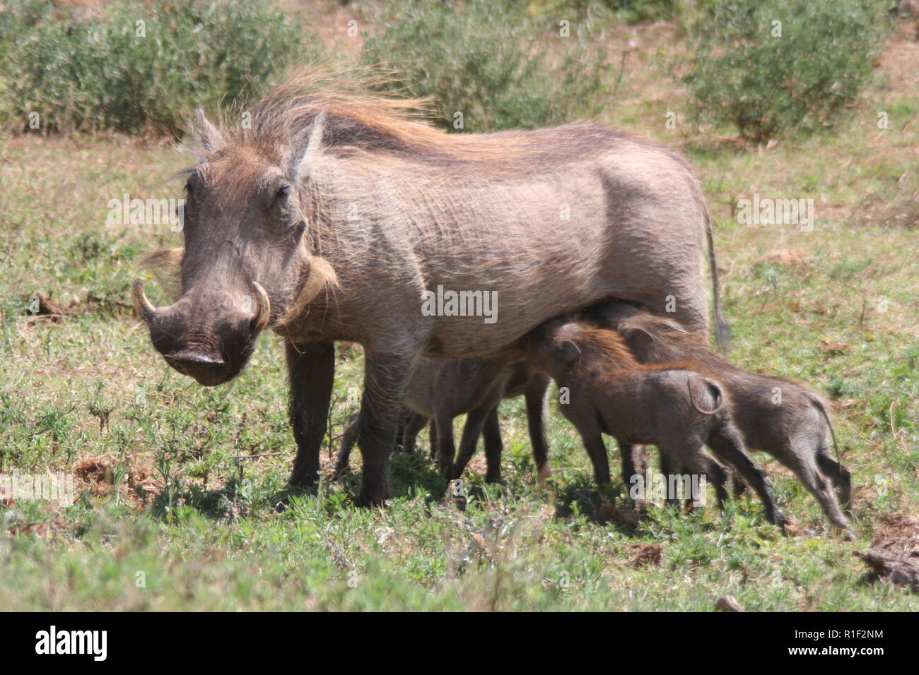 Warthog, family, babies, mother, Phacochoerus africanus Stock Photo Alamy