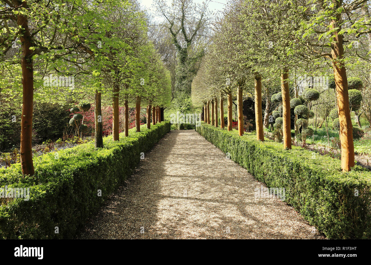 Path leading through an avenue of Trees in an English Garden in Spring