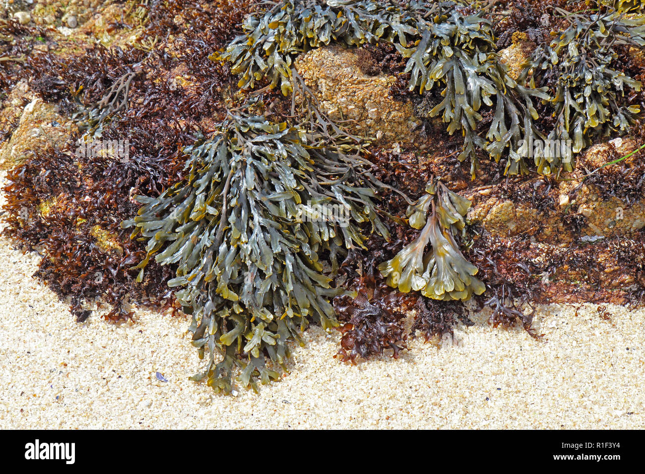 Olive rockweed (Hesperophycus californicus, center, upper right), the related brown alga Fucus distichus (right of center) and other algae (probably s Stock Photo
