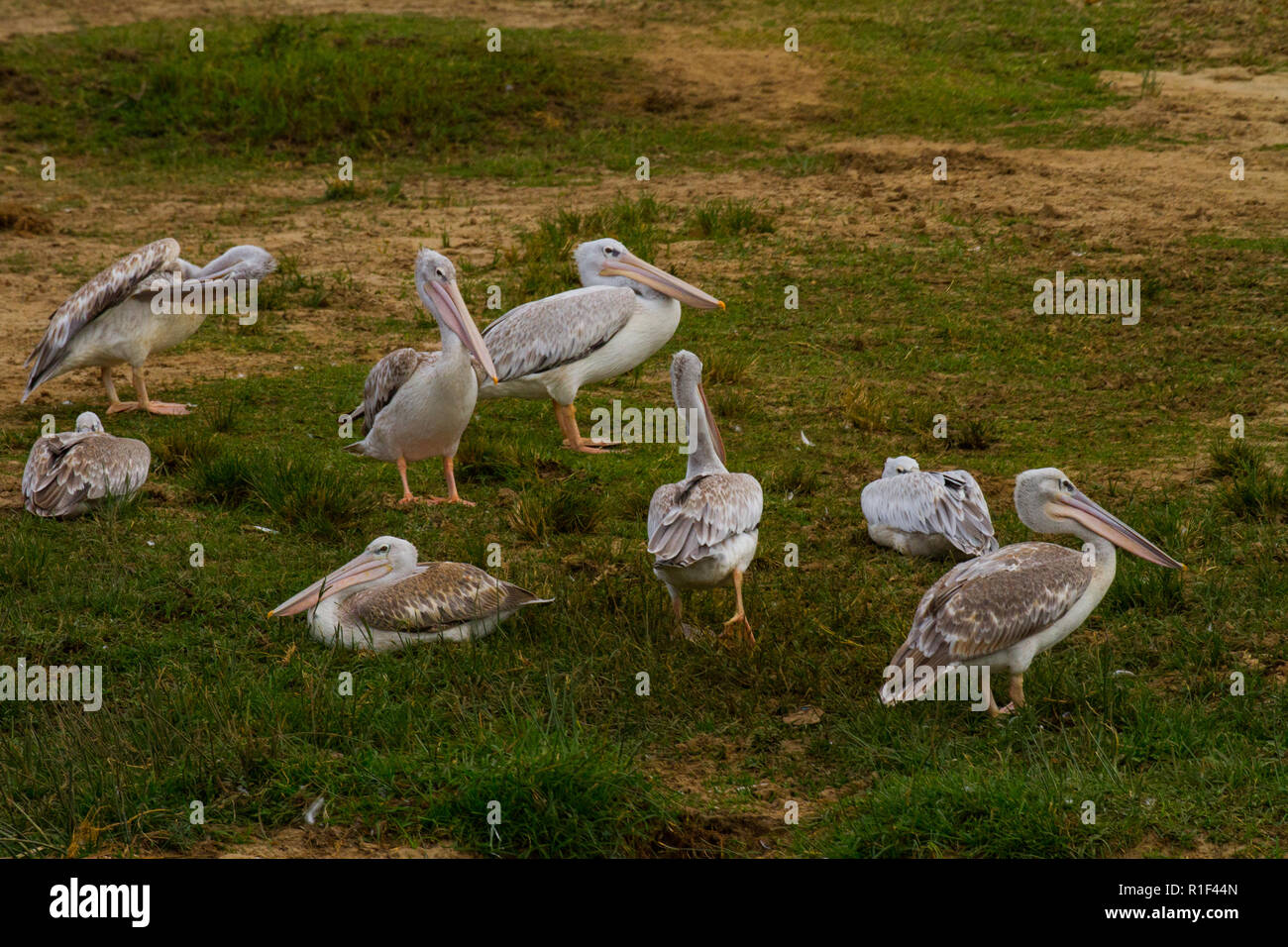 Dalmatian pelican Uganda Stock Photo