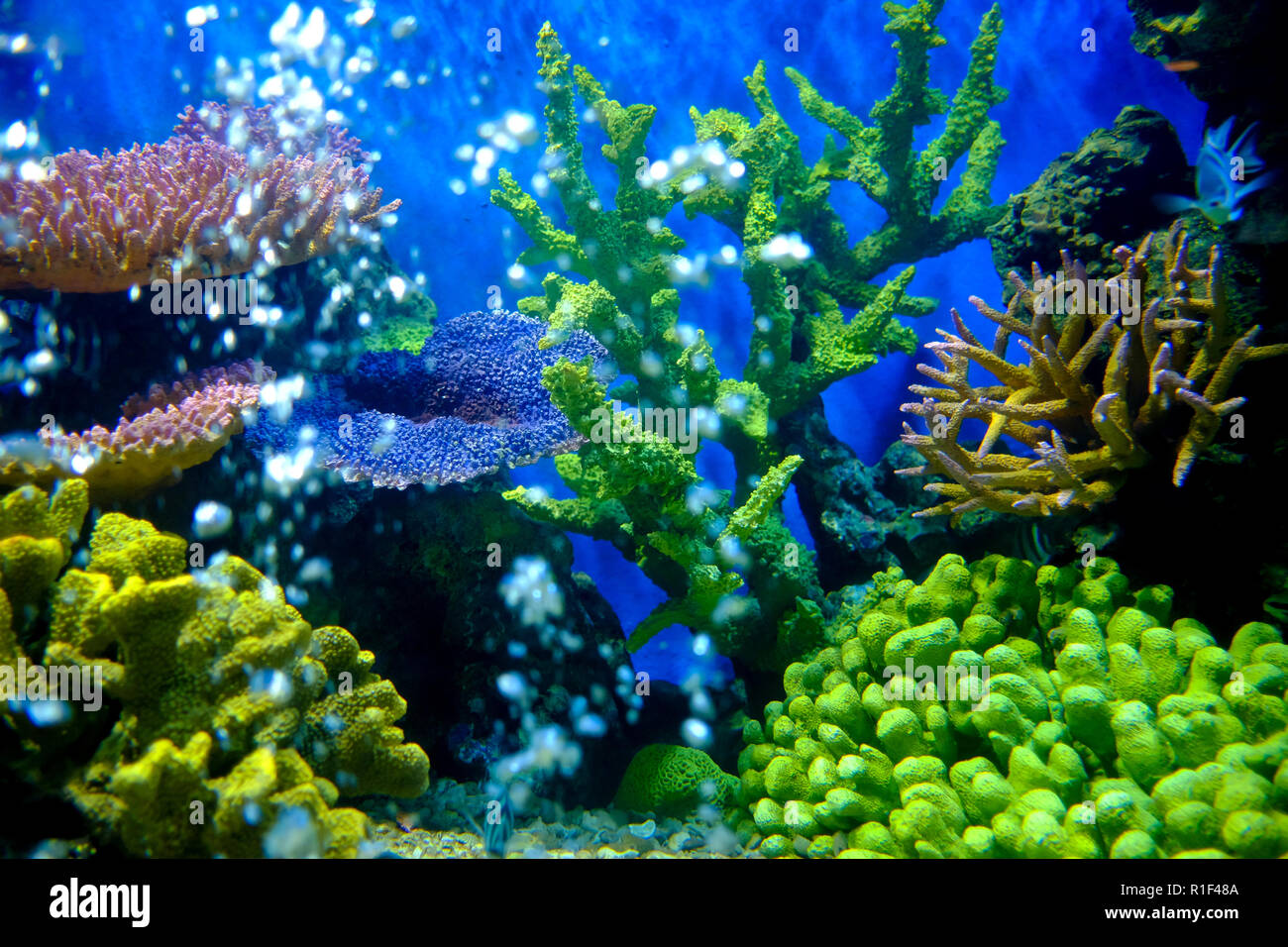 Closed up colorful home aquarium and air bubbles Stock Photo Alamy