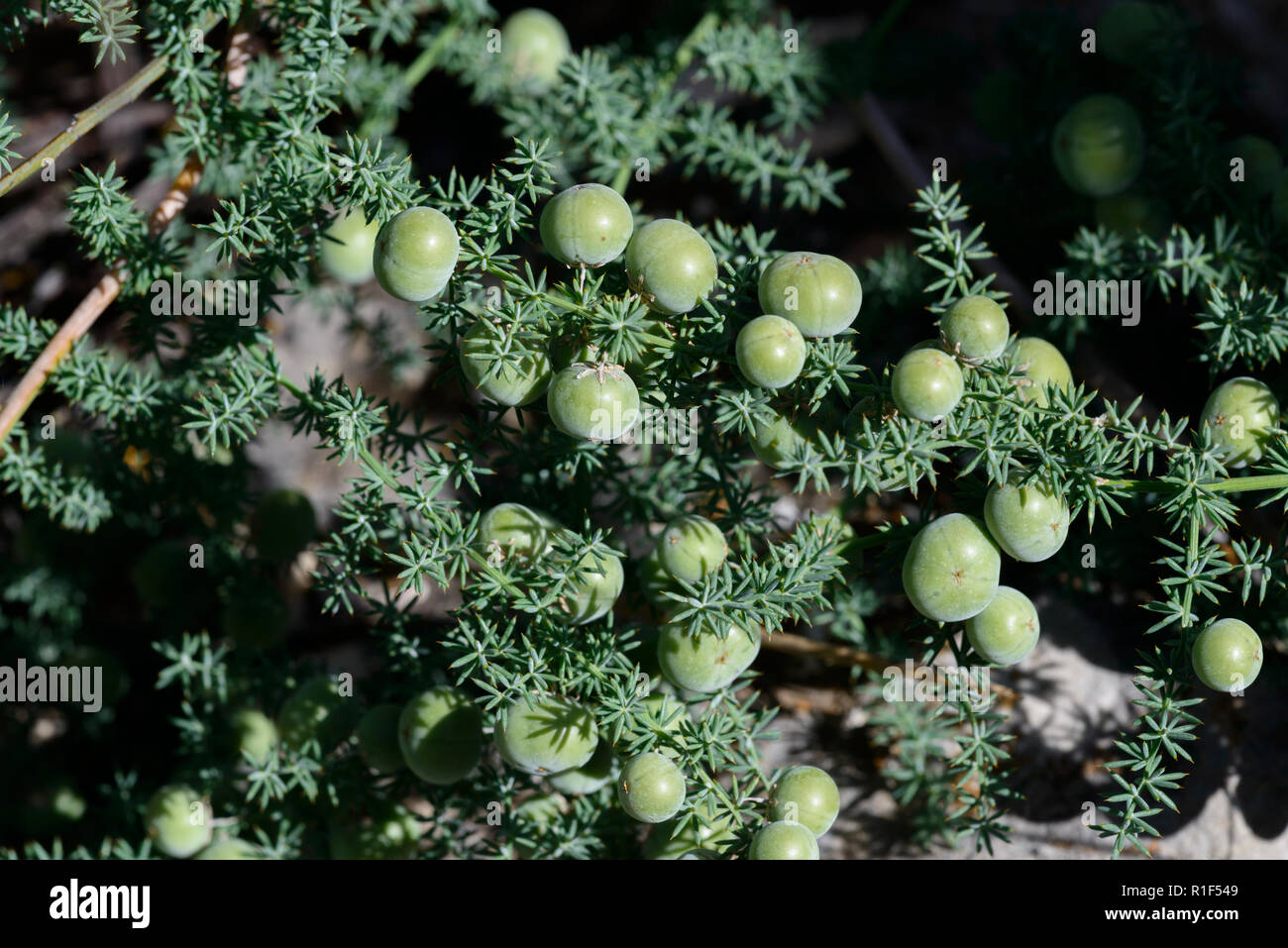 Wild Asparagus (Asparagus acutifolius) fruits Stock Photo