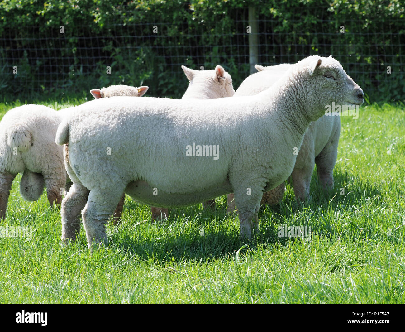 A flock of Southdown sheep in a summer paddock Stock Photo Alamy
