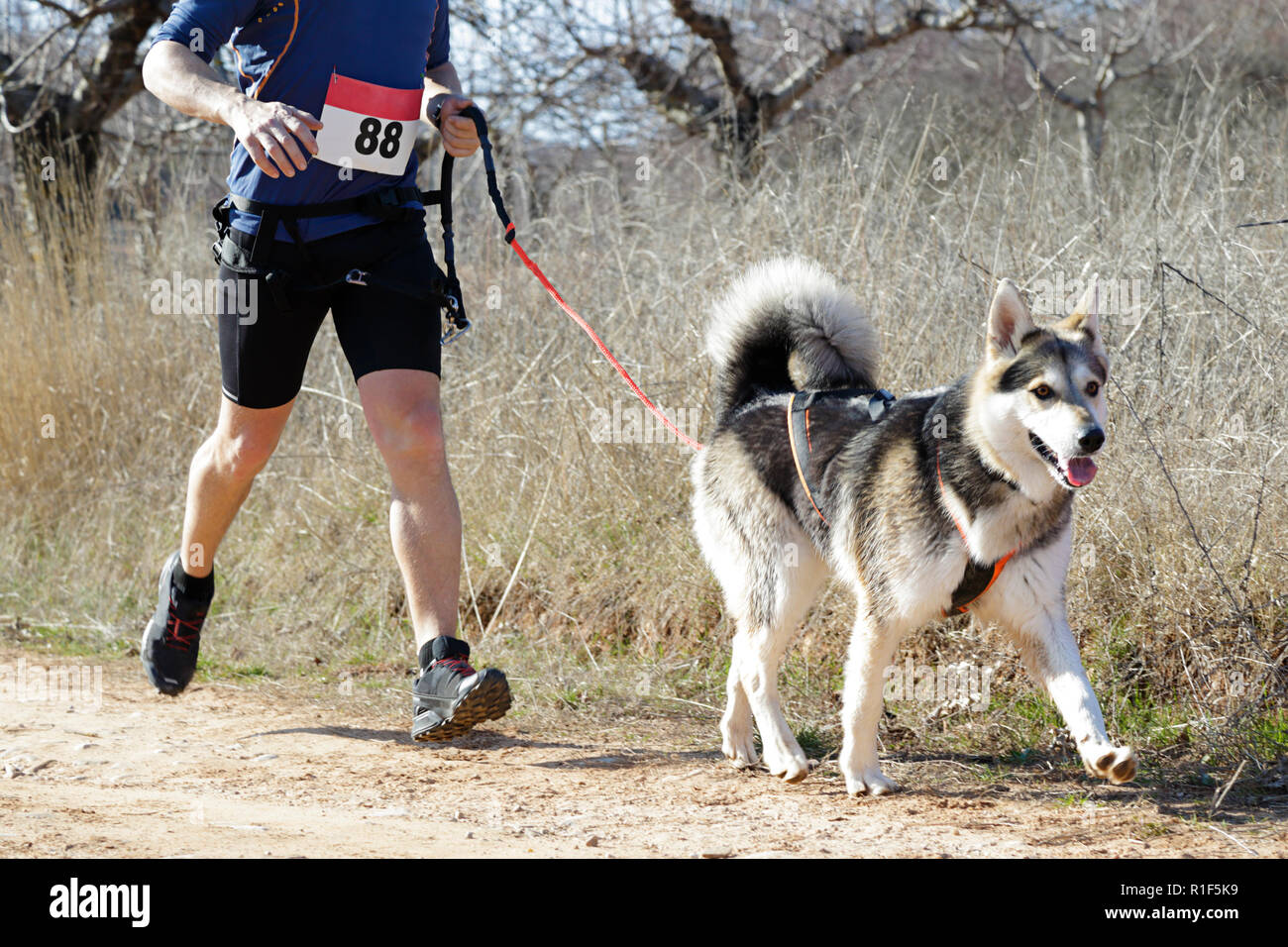 Dog and man taking part in a popular canicross race Stock Photo - Alamy