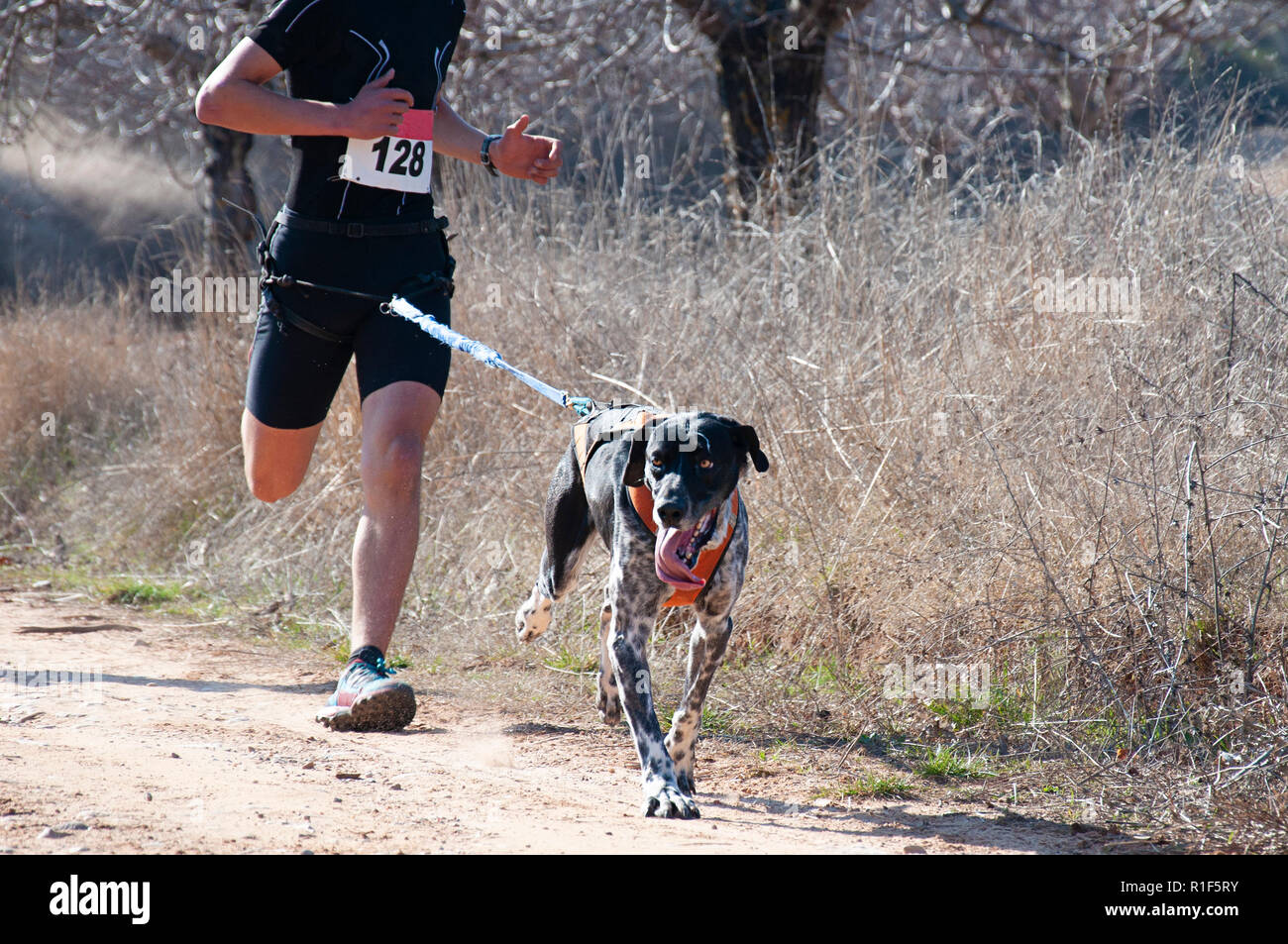 Dog and man taking part in a popular canicross race Stock Photo - Alamy