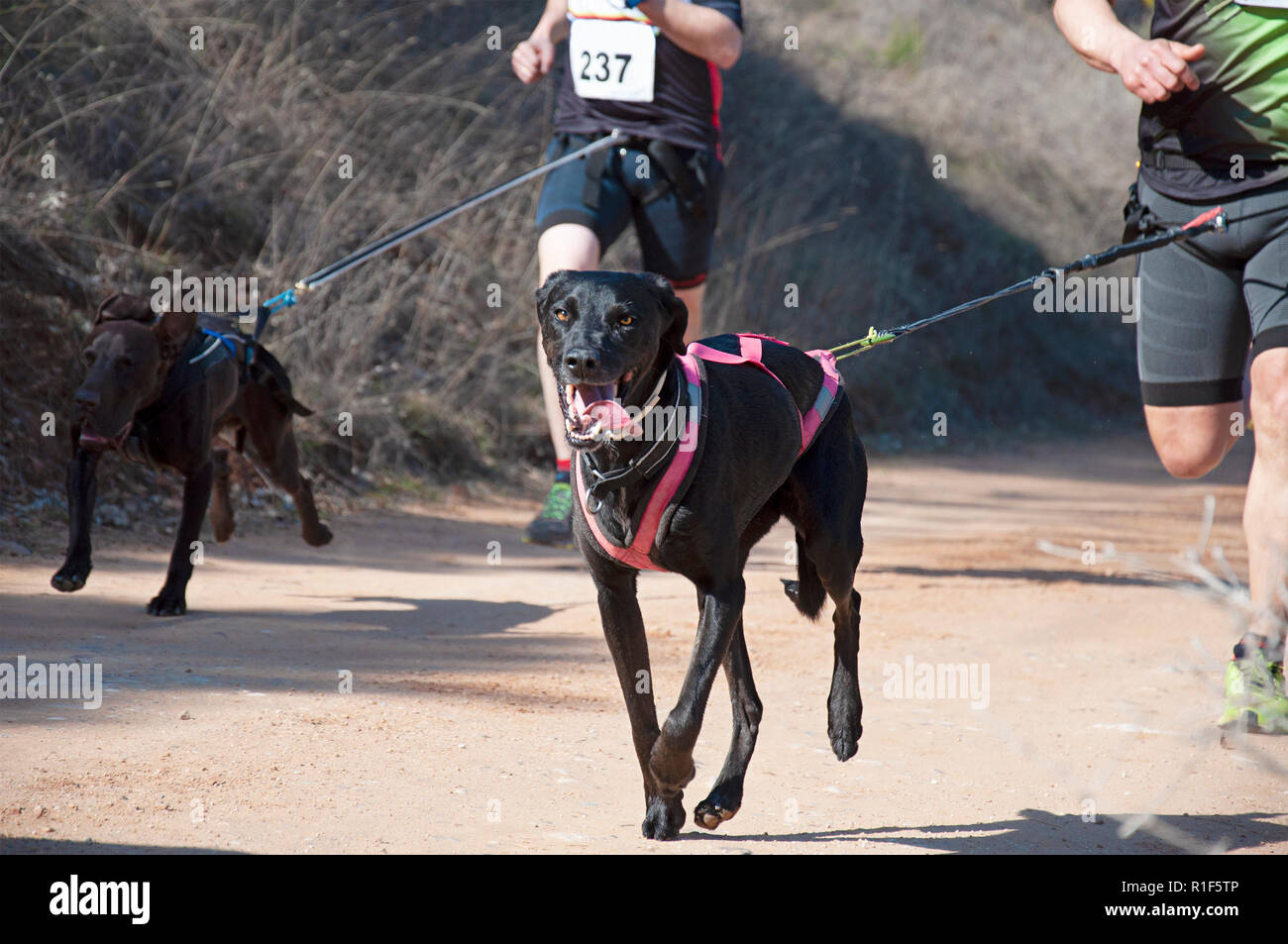 Several athletes and their dogs taking part in a popular canicross race