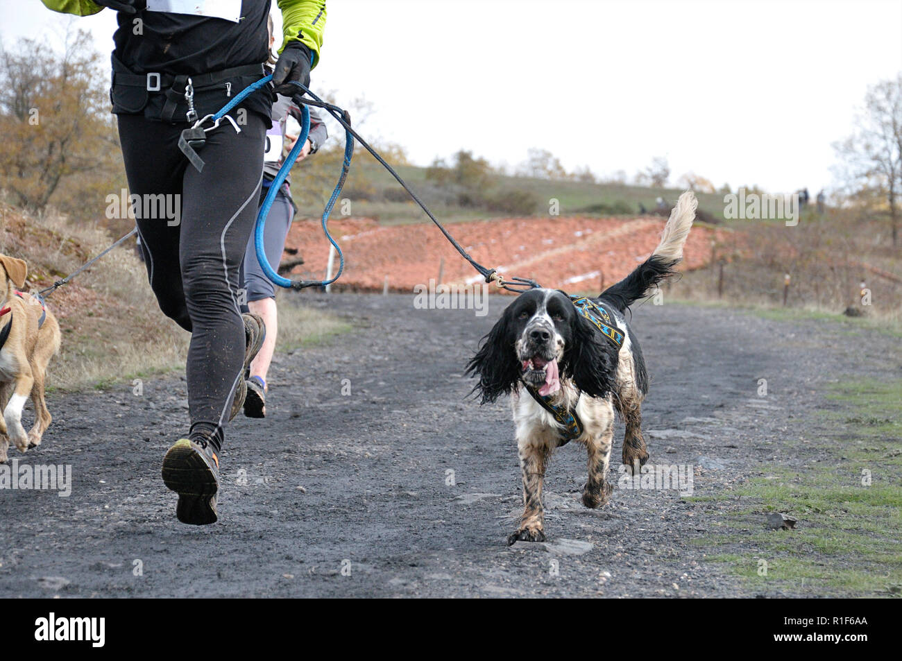Two athletes and their dogs taking part in a popular canicross race
