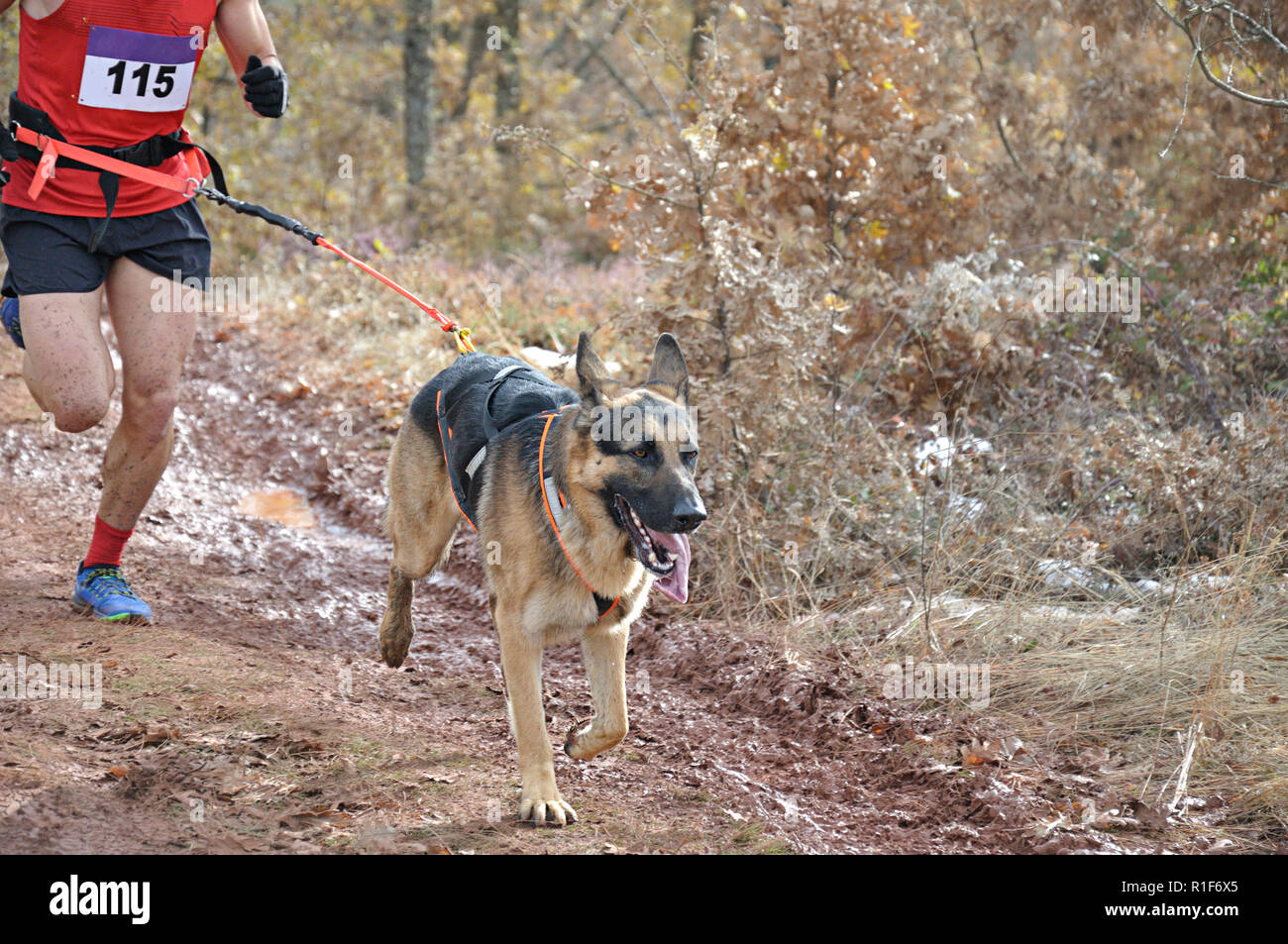 German shepherd cheap dog race