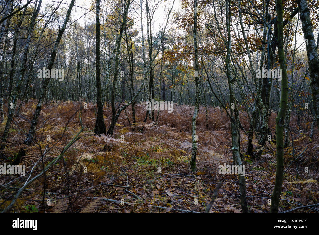 Wood in Autumn with leaves changing colour Stock Photo