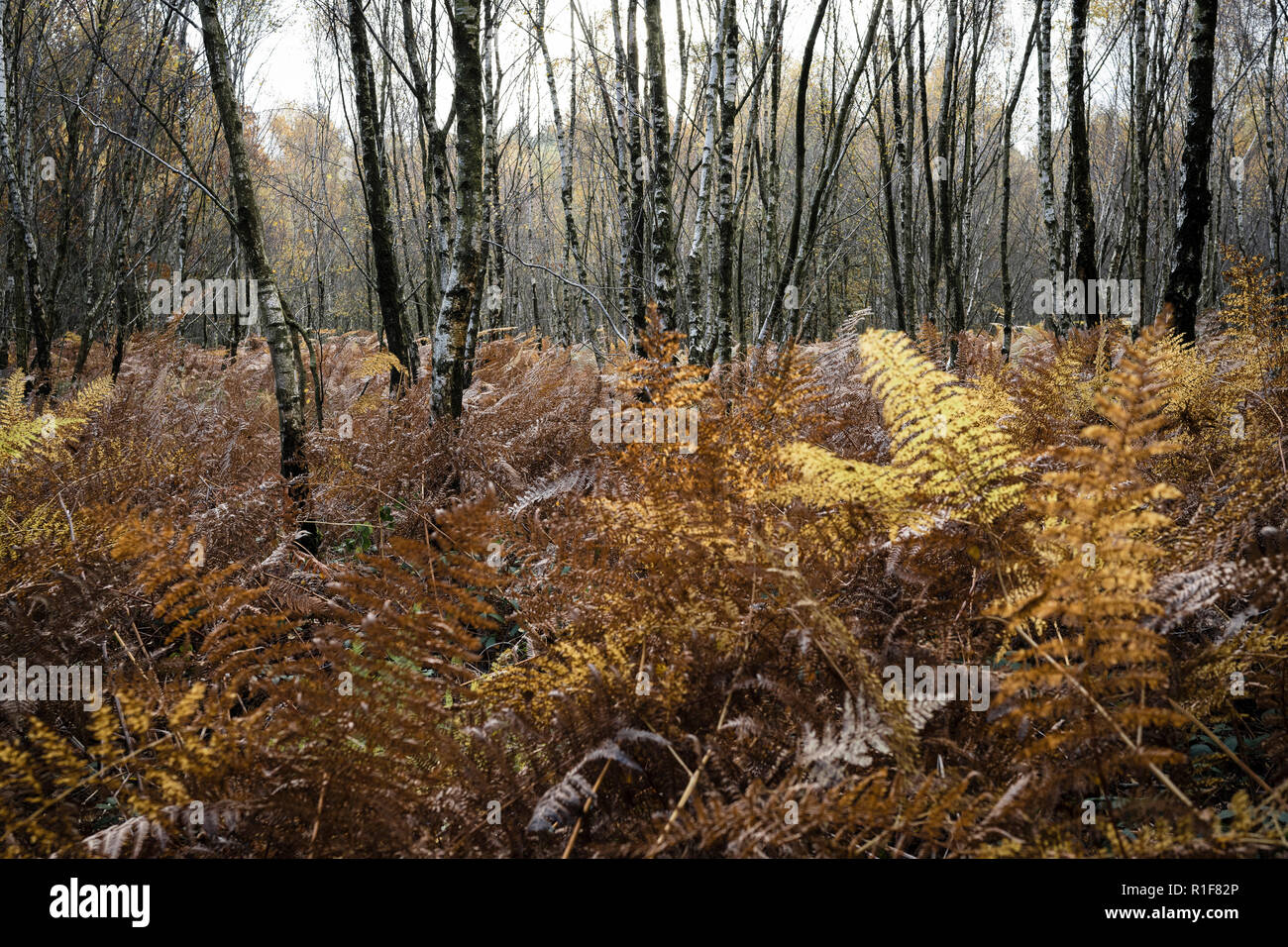 Ferns in undergrowth in forest in Autumn Stock Photo