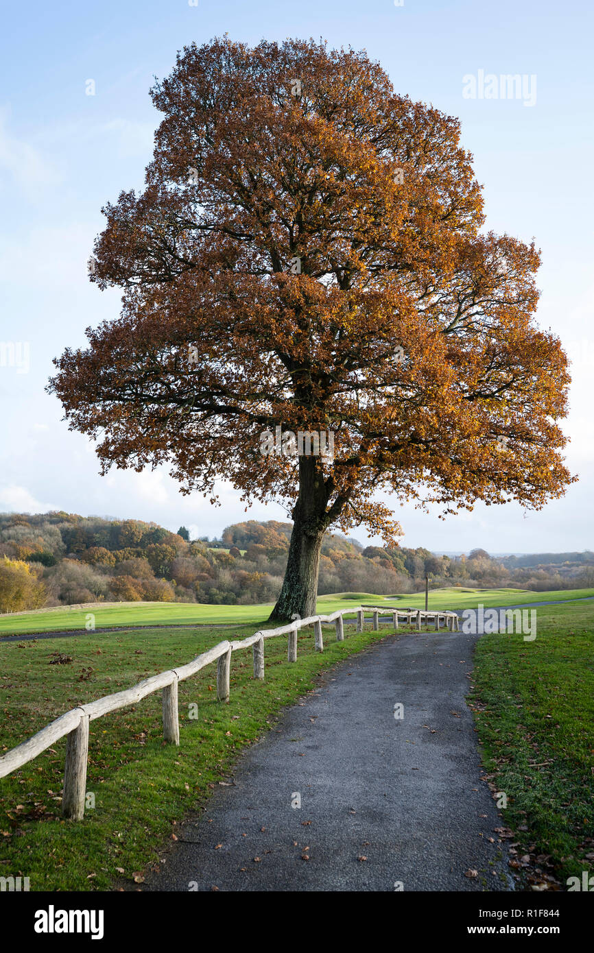 Oak Tree Leaves Turning Brown