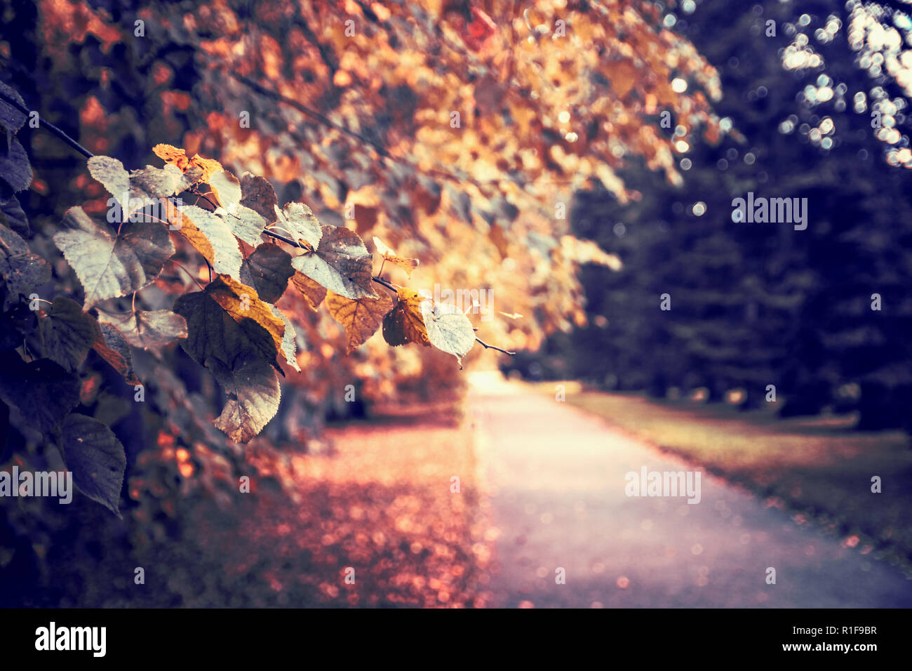 autumn alley in the park, fallen leaves and paths Stock Photo - Alamy