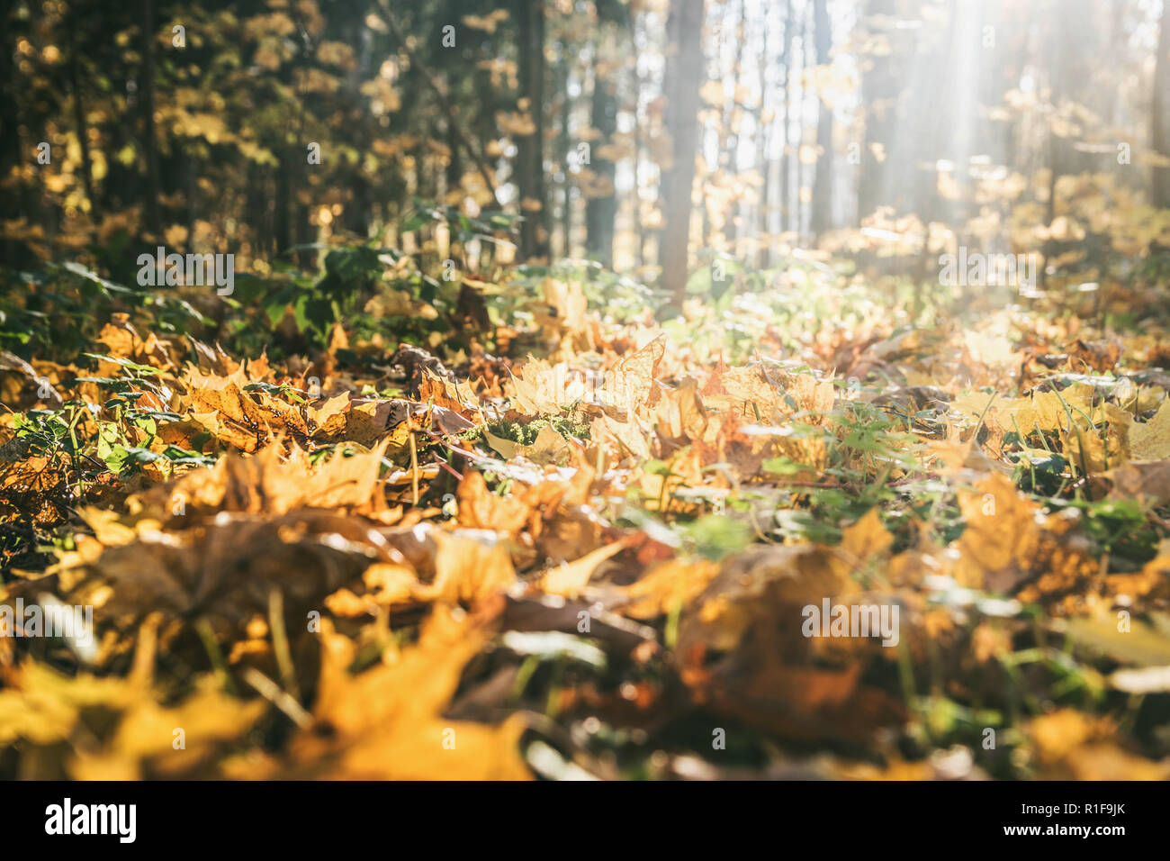 autumn forest landscape yellow leaves lie on the ground, various plants ...