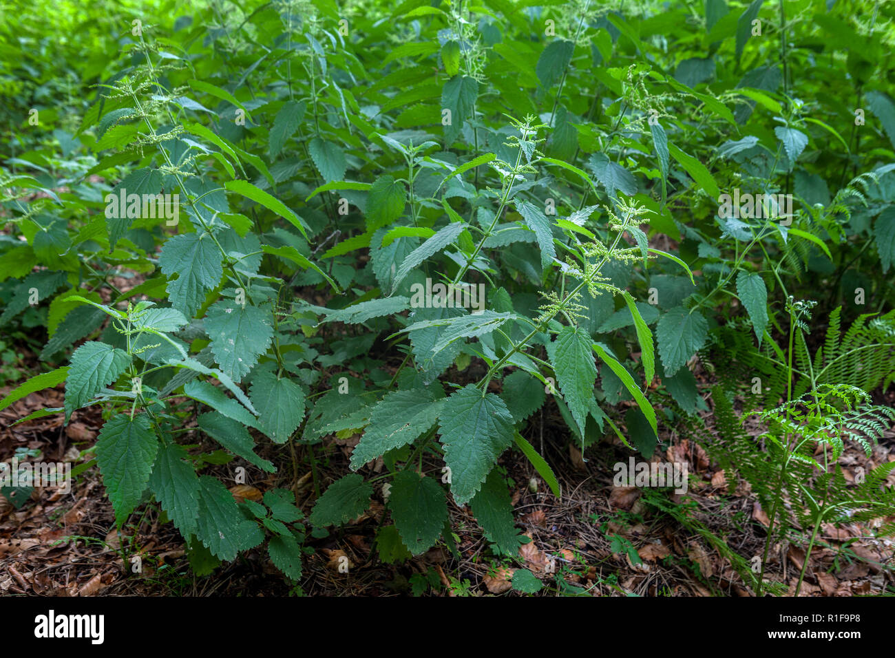 common nettle  sprout in bloom, Abruzzo Stock Photo