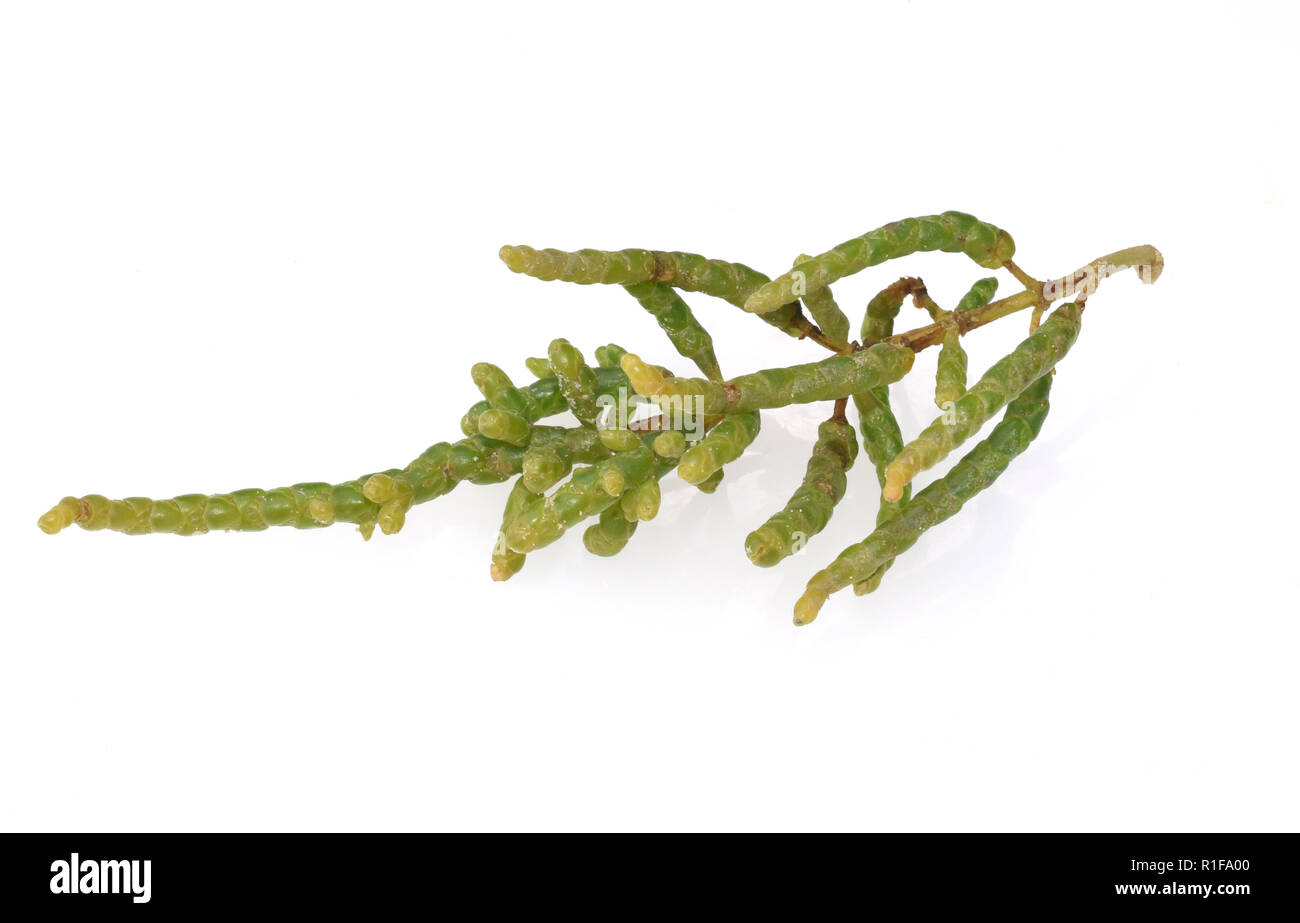 European, Salicornia, europaea Stock Photo