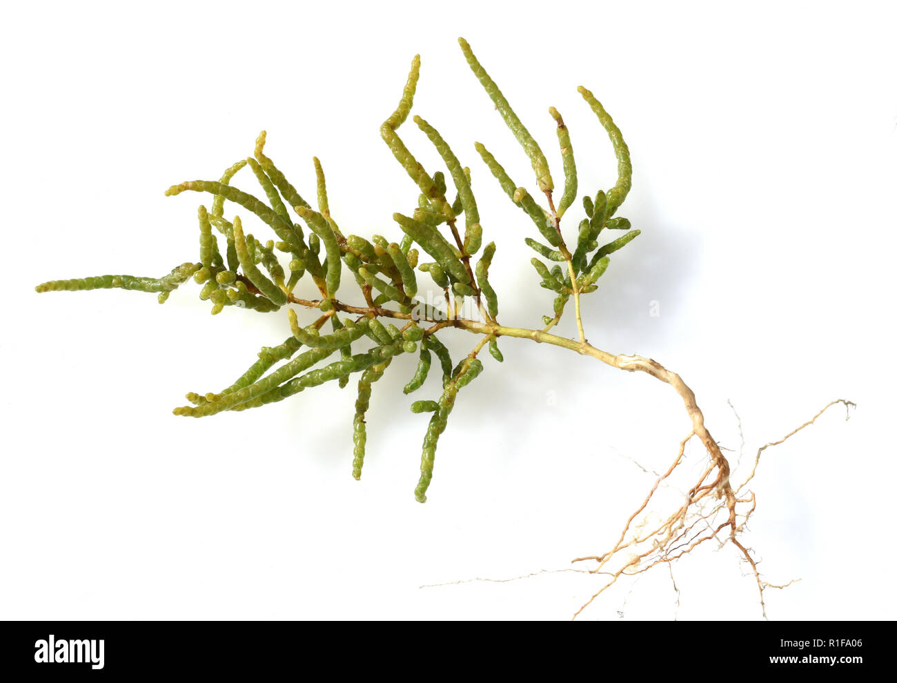 European, Salicornia, europaea Stock Photo