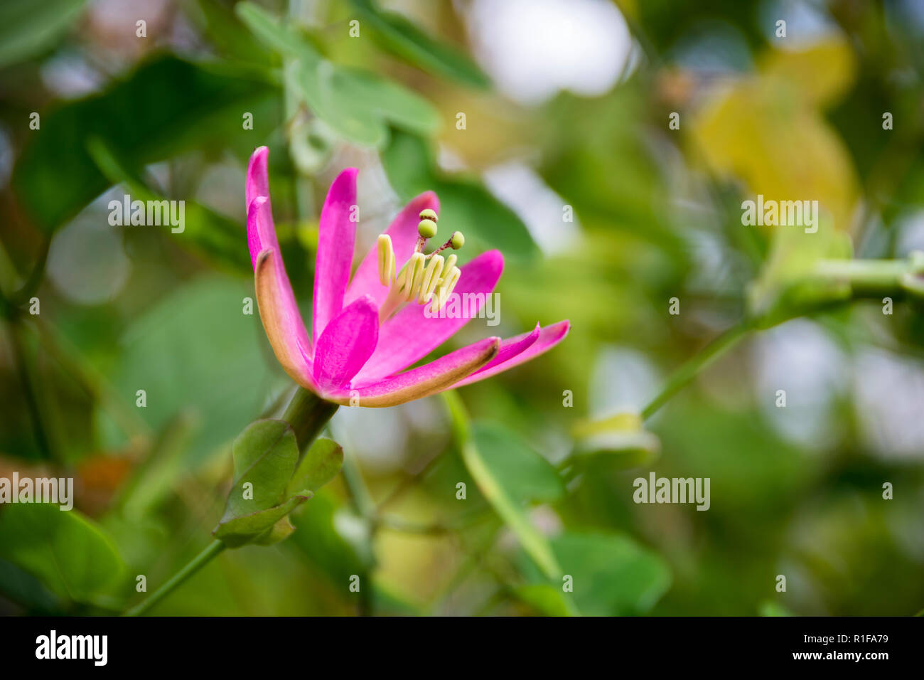 Exotic plants to grow in uk hires stock photography and images Alamy