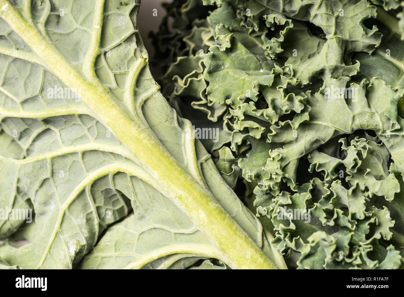 Organic healthy green Kale close up, macro Stock Photo