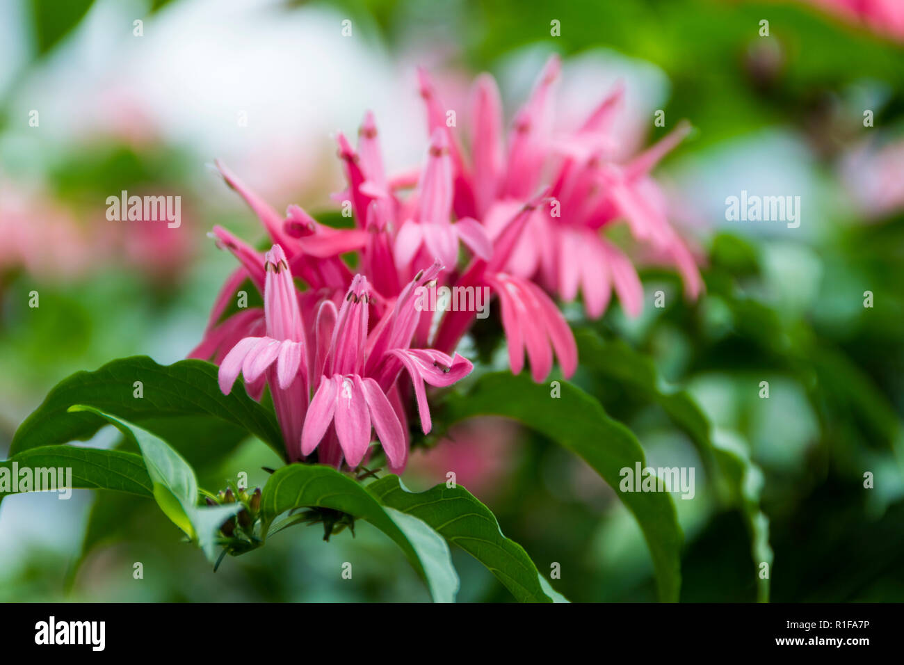 Garden plot with greenhouses hi-res stock photography and images - Alamy