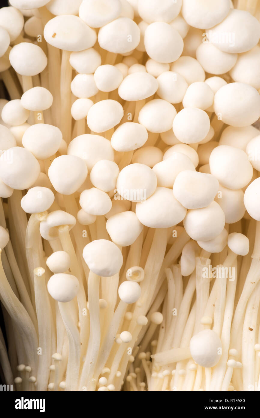 Organic healthy asian Enoik Mushrooms, close up Stock Photo