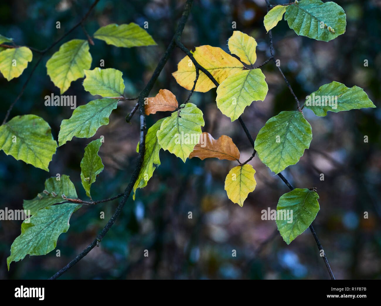 Many leaves hanging on a branch that are starting to change their colour at the begining of the autumn season Stock Photo