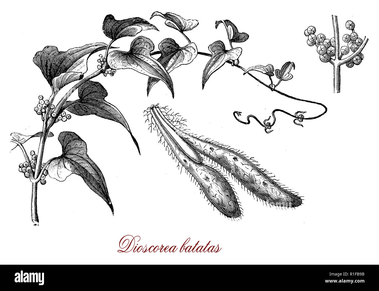 Vintage botanical engraving of Chinese wild yam, the flowers exude a rich Cinnamon fragrance, the tubers are edible Stock Photo