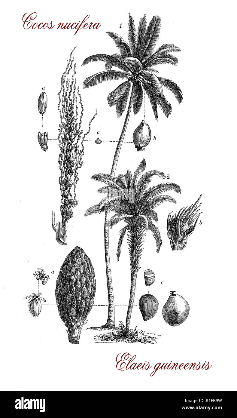 Vintage botanical engraving of Elaeis guineensis, palm native to Africa, the fruits are used for the production of palm oil Stock Photo
