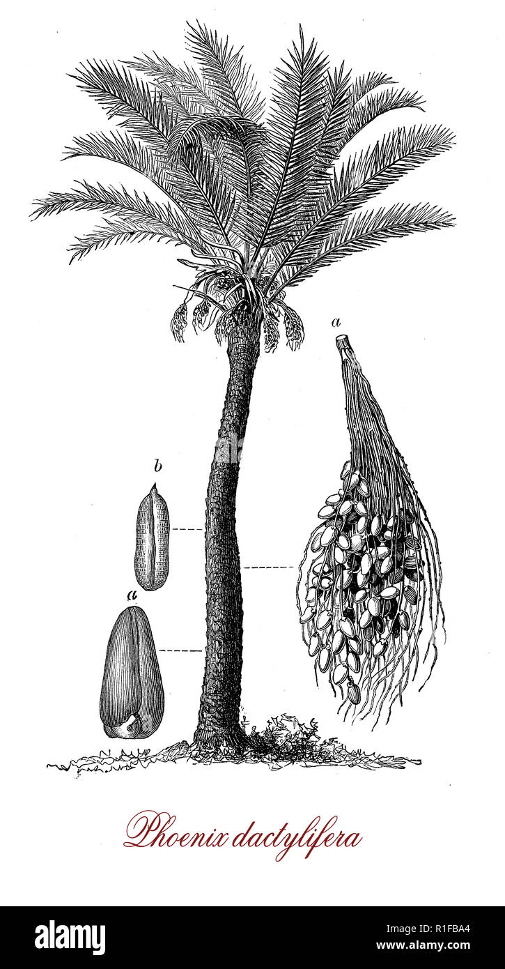 Vintage botanical sketch Botanical pencil drawing Vintage palm tree sketch Botanical drawing Simple artwork Palm tree drawing
