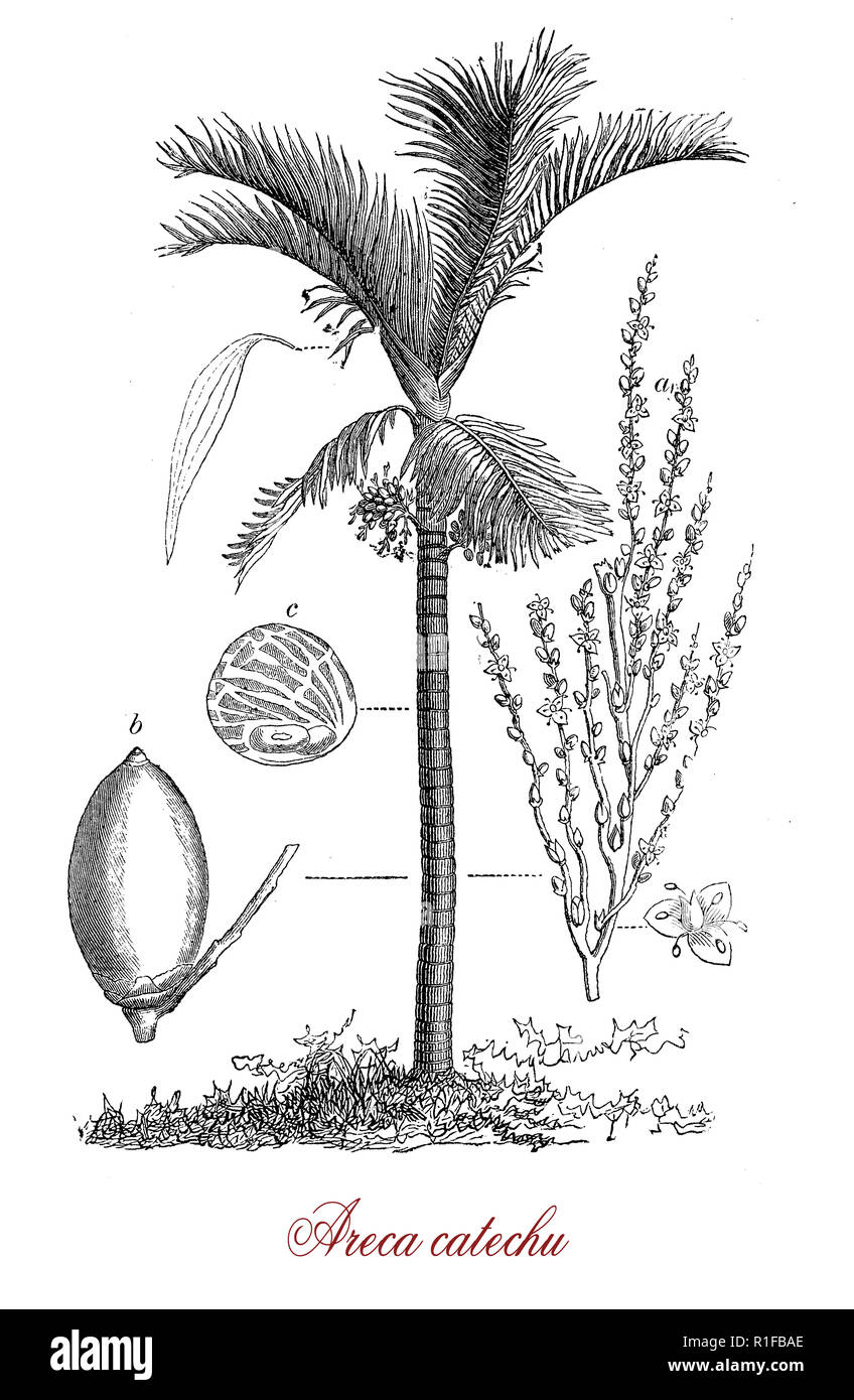 Vintage botanical engraving of Areca catechu, species of palm native to Asia, grown for its  seed crop, the areca nut Stock Photo