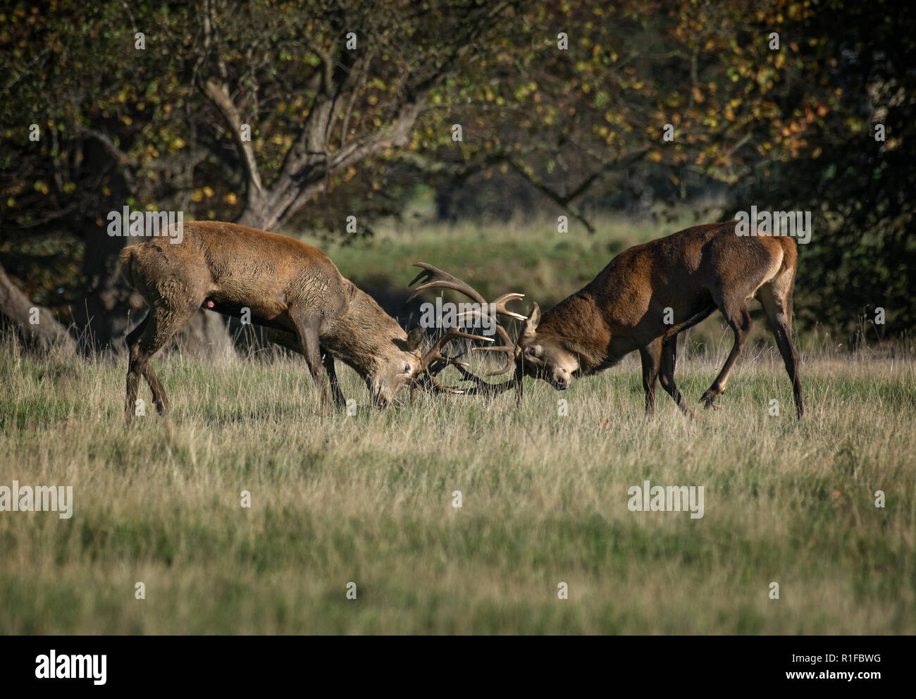 Two large male Red Deer Stag, Cervus elaphus, fighting during the rut, Fountains Abbey, North Yorkshire, UK Stock Photo