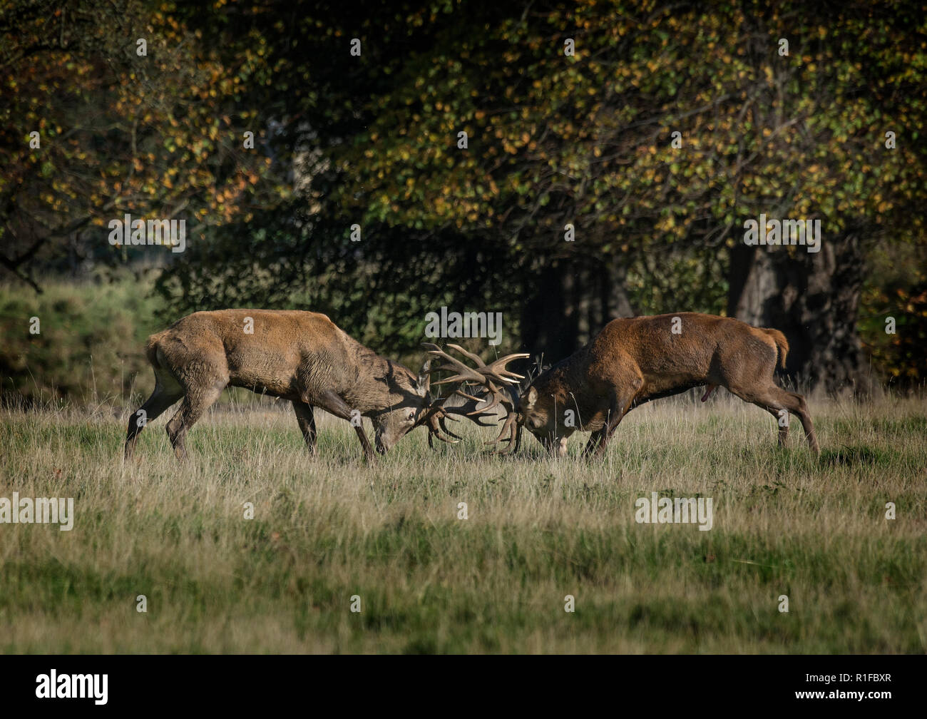 Two large male Red Deer Stag, Cervus elaphus, fighting during the rut, Fountains Abbey, North Yorkshire, UK Stock Photo