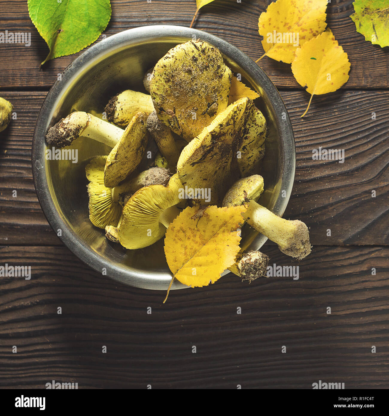 Fresh forest mushrooms tricholoma in a metal bowl on a wooden table Stock Photo