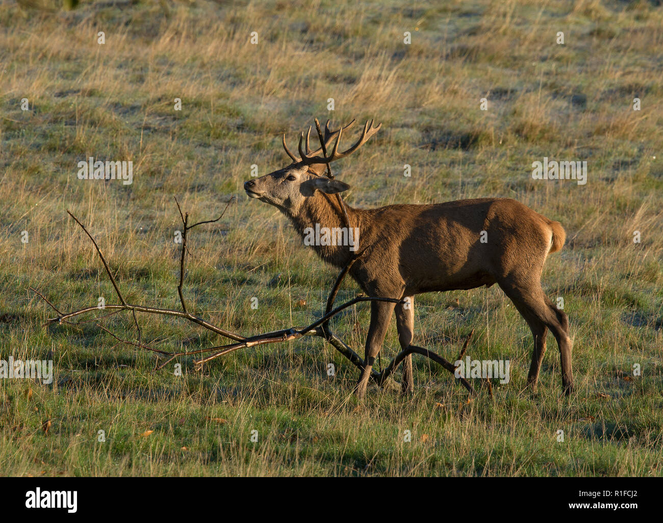 Red deer stag, rubbing antlers on branch, during rutting season, Curvus ...