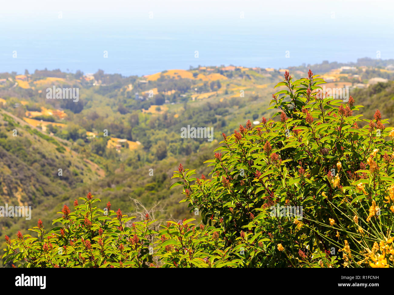 Christmas berry shrub in the Santa Monica Mountains in Southern
