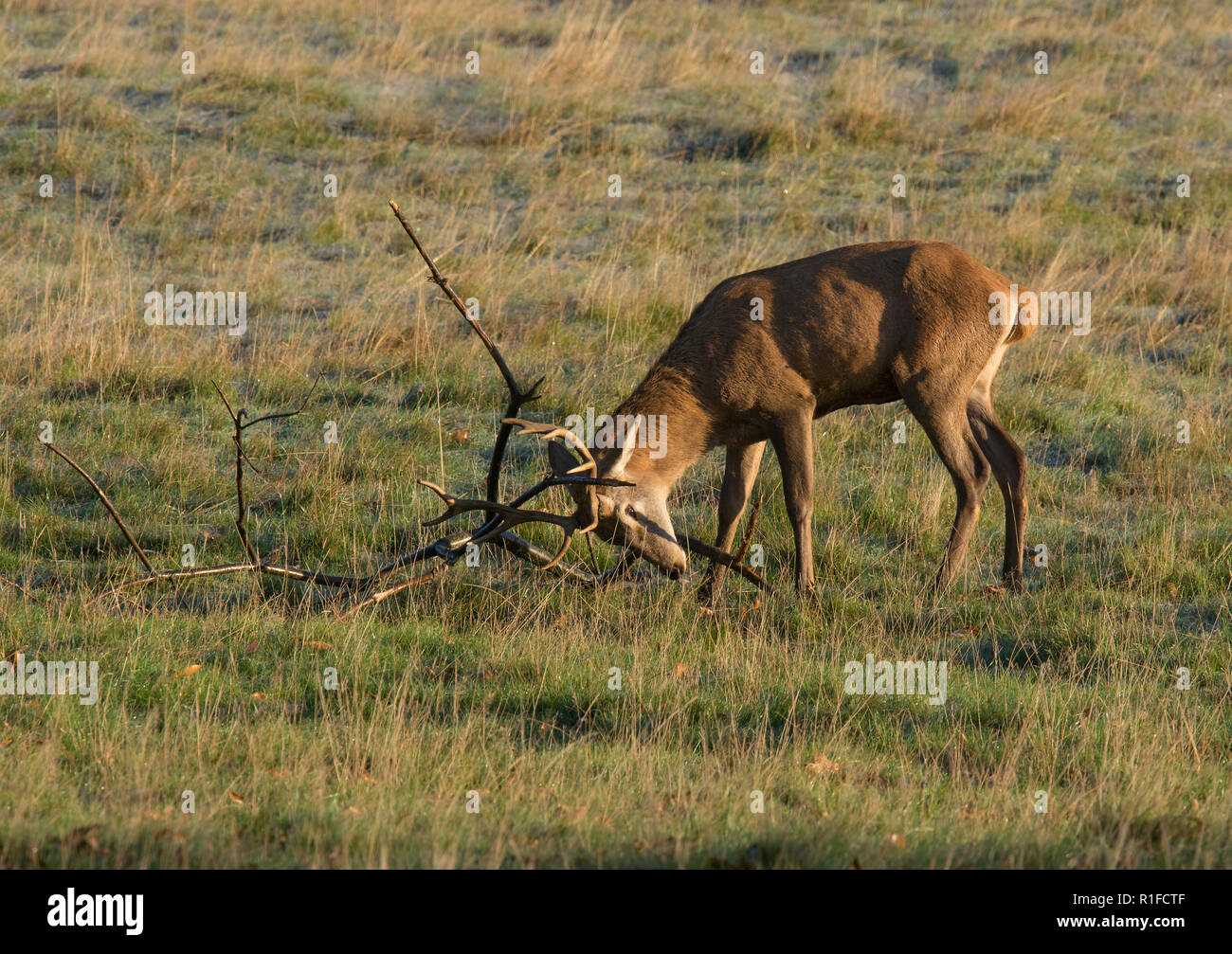 Red deer stag, rubbing antlers on branch, during rutting season, Curvus ...