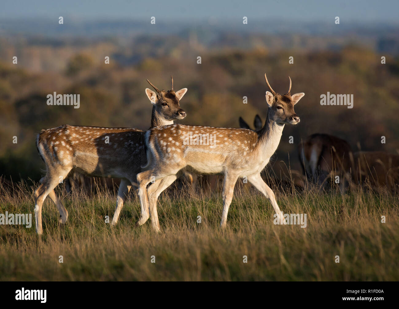 Pair of Spotty Fallow deer, Doe, in long grass, Fountains Abbey, North Yorkshire, England, UK Stock Photo