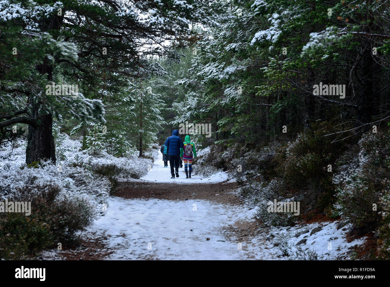 Forest walk in winter snow, Rothiemurchus Estate, near Aviemore, Highland Region, Scotland Stock Photo