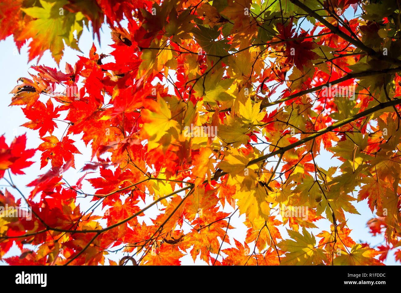 Colourful maple leaves hi-res stock photography and images - Alamy