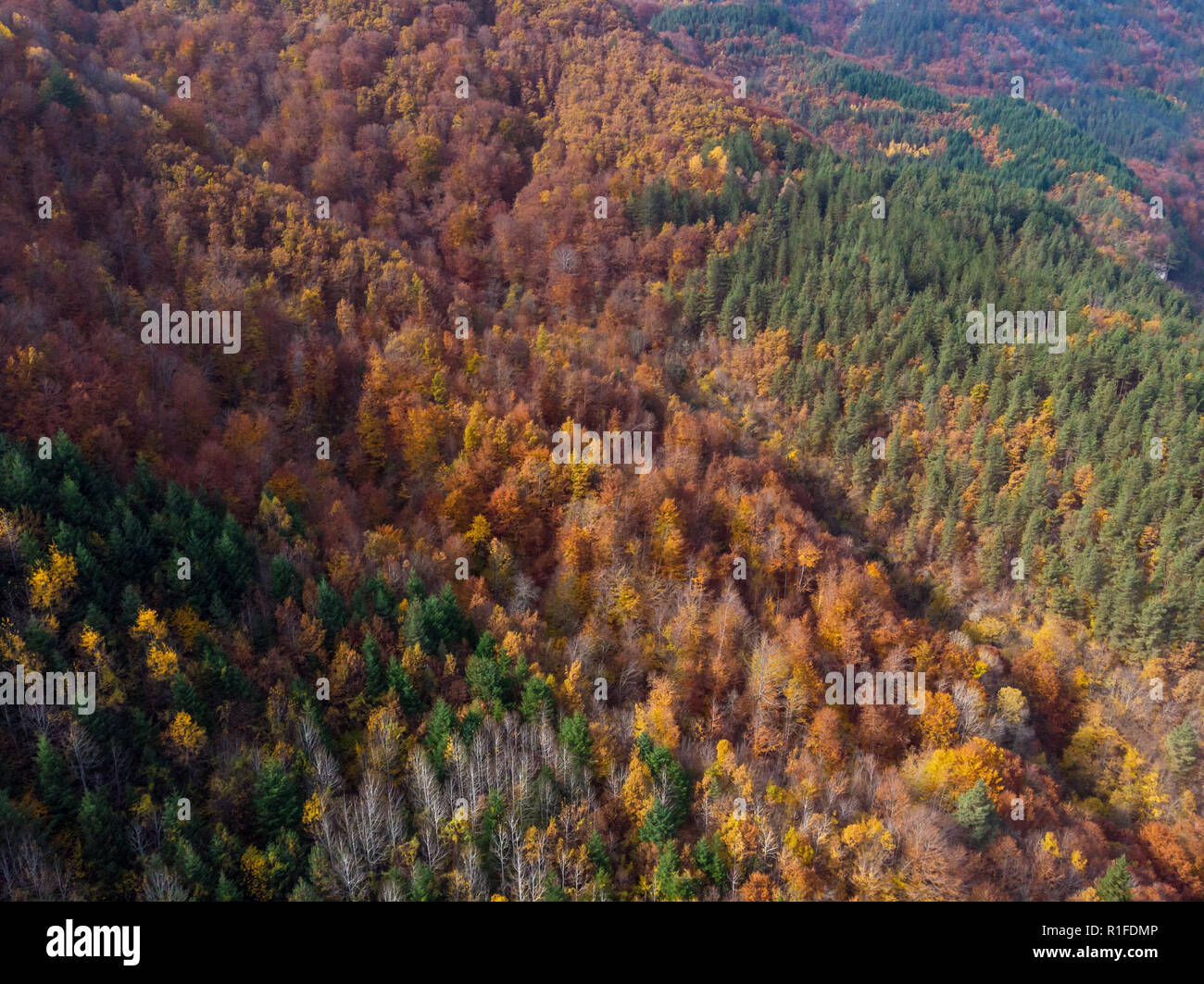 Aerial vertical view of the autumn forest Stock Photo - Alamy