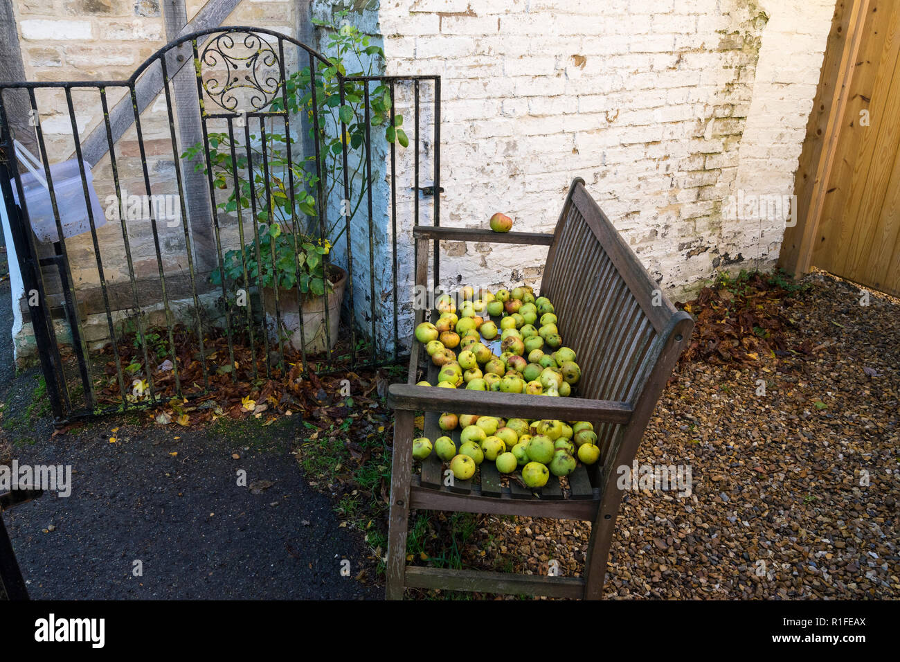 Free windfall apples Milton Cambridge, UK Stock Photo