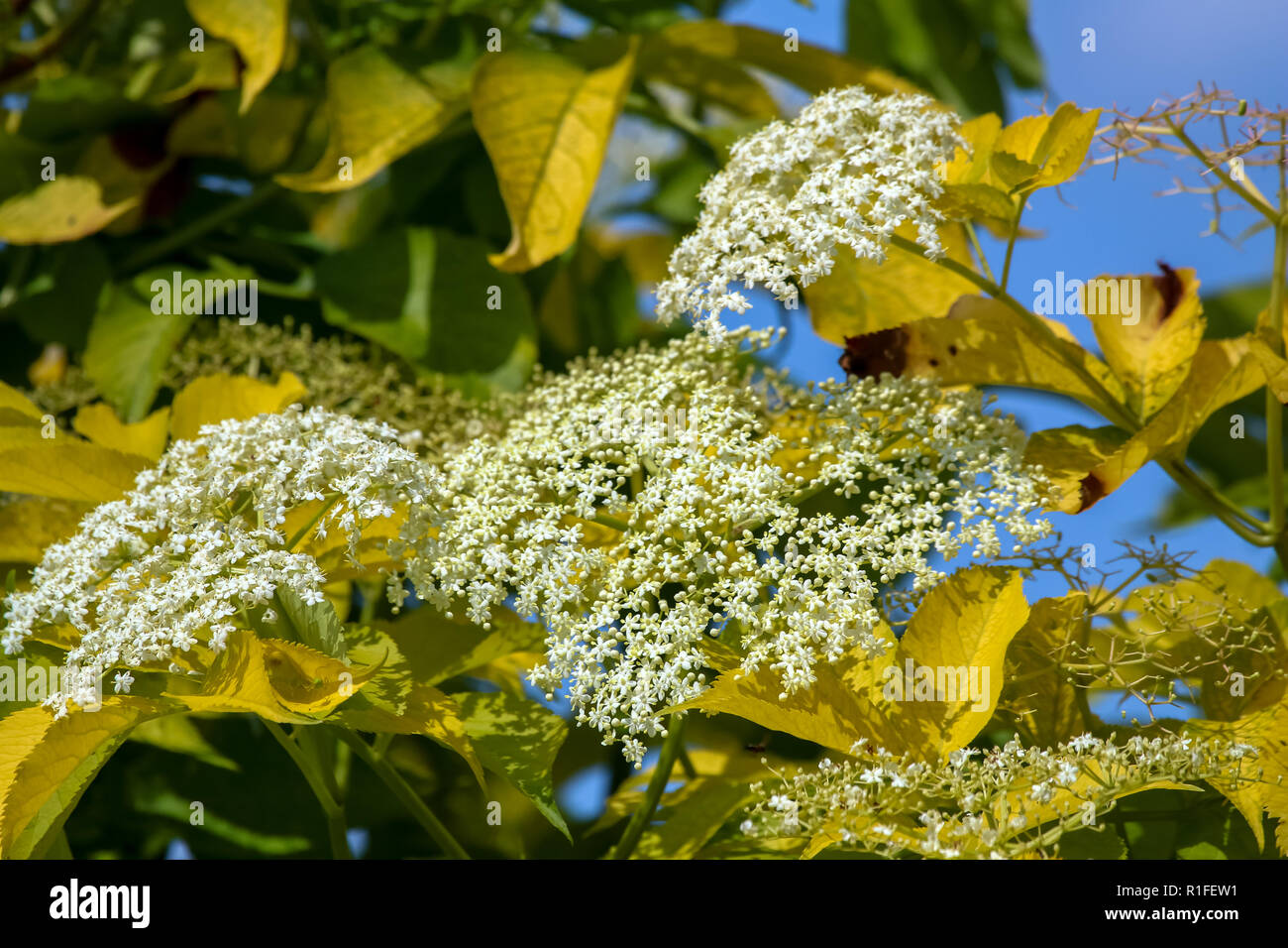 Flowering shrub. Shrub with white flowers and yellow leaves. White flowering bush on green field. Closeup of bush on background of blue sky. Flowering Stock Photo