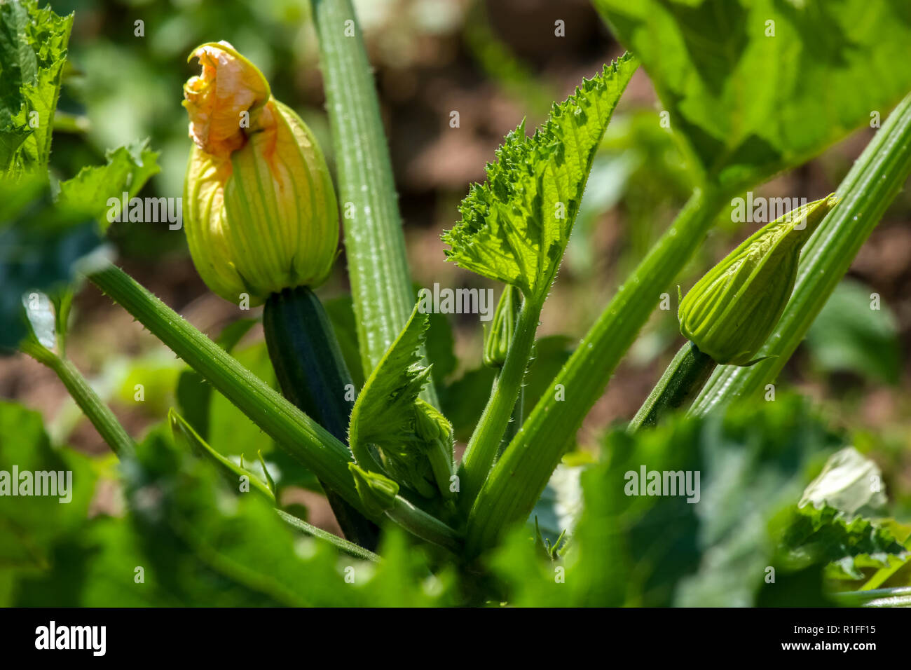 Flowering zucchini in the vegetable garden. Courgette flower in garden