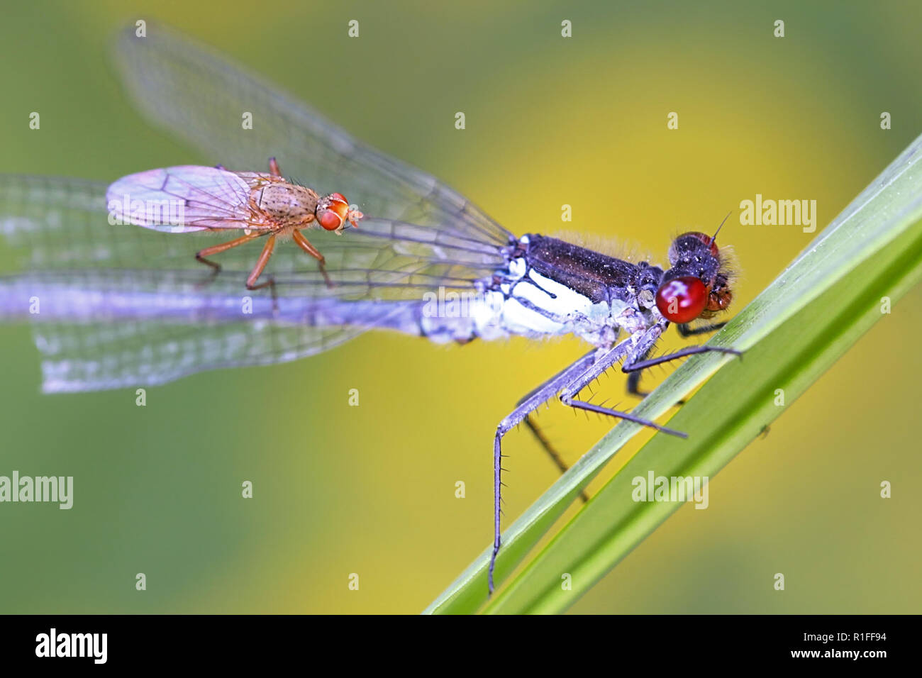 Red-eyed damselfly, Erythromma najas, and  predatory fly, Scathophaga spurca Stock Photo