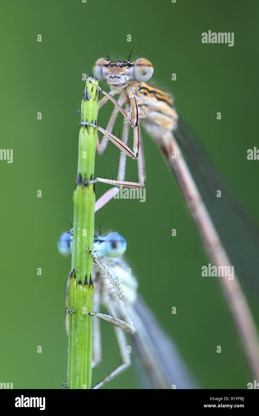 Blue featherleg, also called white-legged damselfly, Platycnemis pennipes Stock Photo