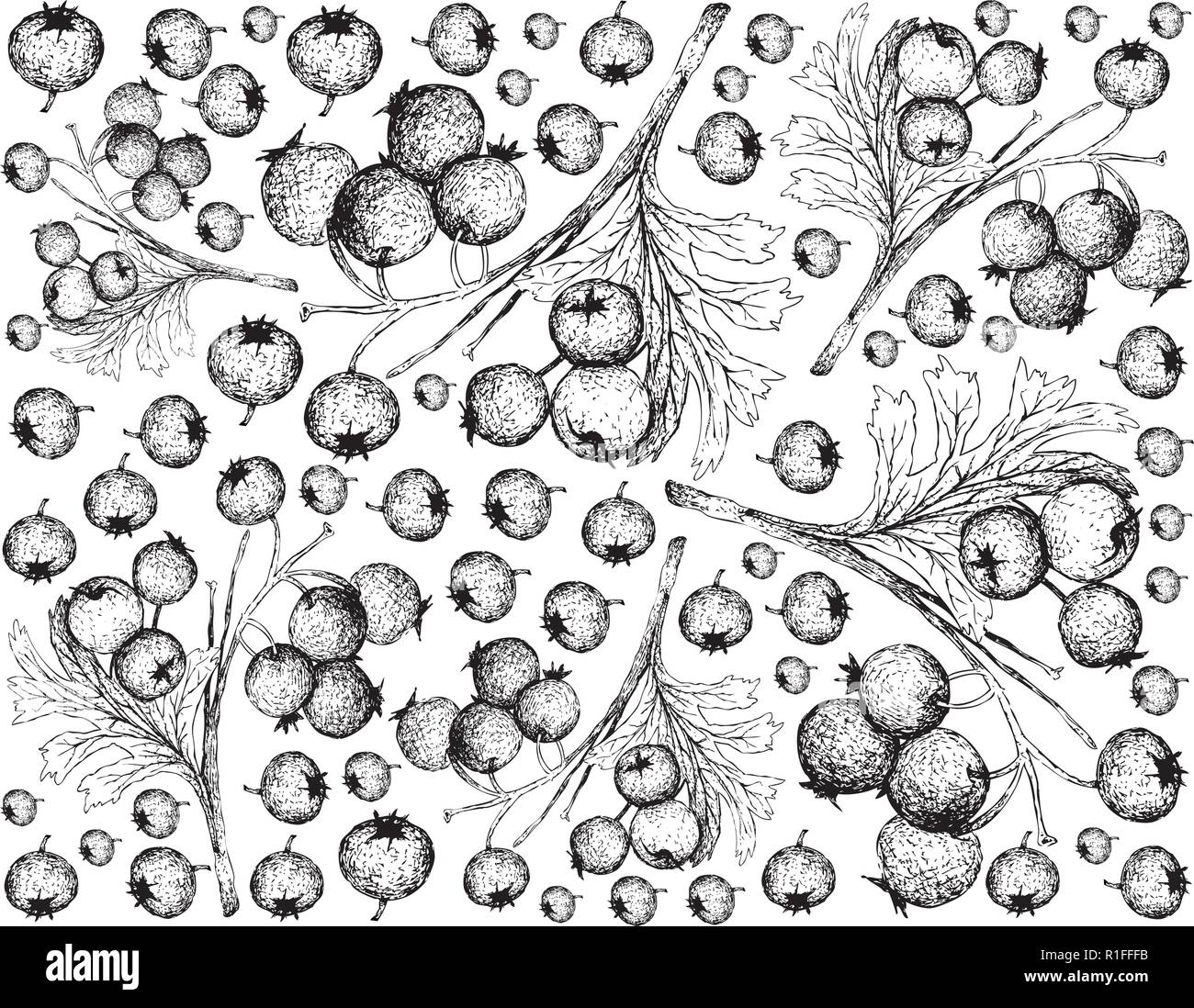 Tropical Fruit, Illustration Wallpaper of Hand Drawn Sketch Hawthorn Berries or Crataegus Fruits Isolated on White Background. Used for Food and Natur Stock Vector
