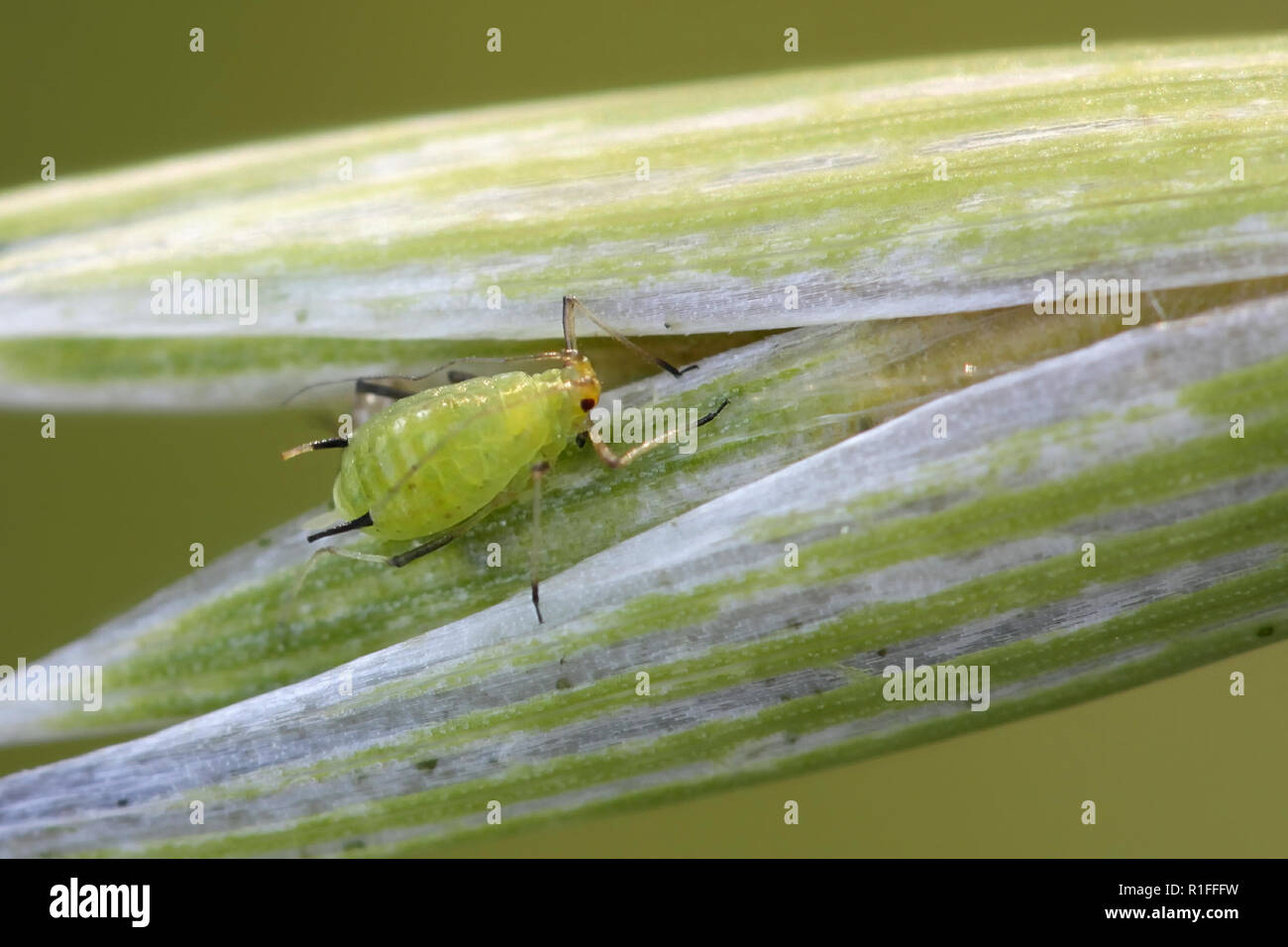 English grain aphid, Sitobion avenae, economically important pest of grains Stock Photo