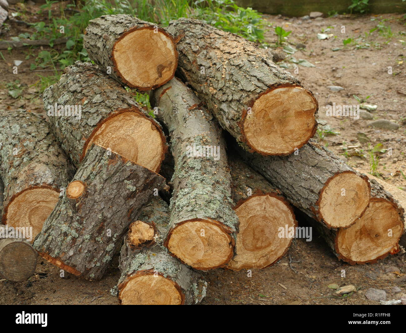 black alder, pile of sawed firewood Stock Photo Alamy