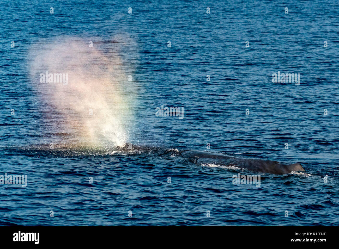 Sperm whale in the blue mediterranean sea blowing like rainbow Stock Photo  - Alamy