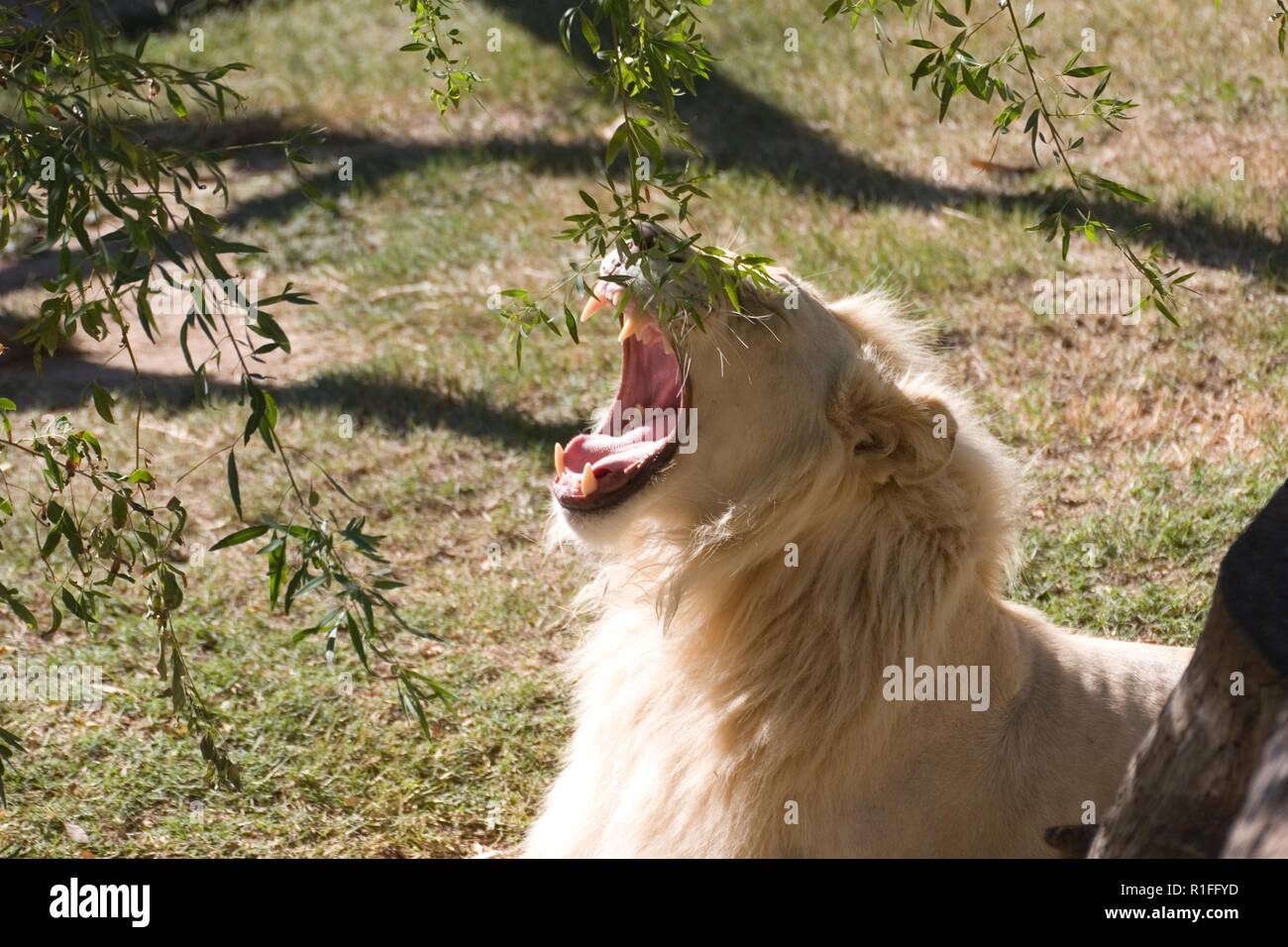 white lion, cango wildlife ranch, south Africa Stock Photo