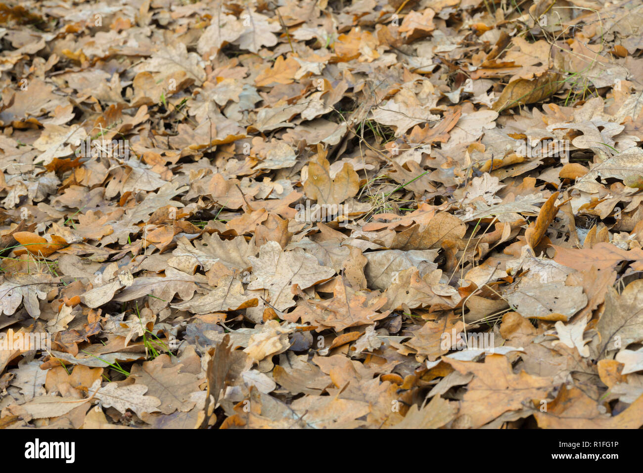 Fallen oak leaves hi-res stock photography and images - Alamy